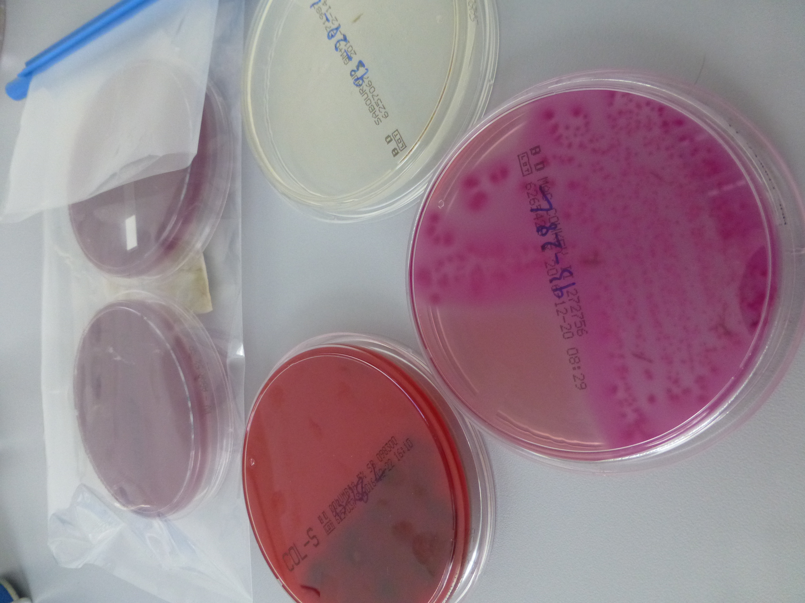 Bakerienkulturplatten zur Analyse der Darmflora beim Hund mit Blähungen